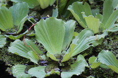 Pistia stratiotes