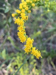 Solidago virgata