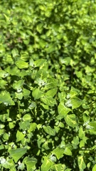 Chenopodium trigonon stellulatum