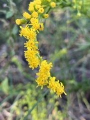 Solidago virgata