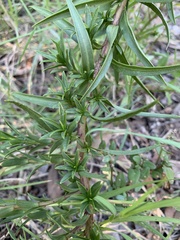 Solidago virgata