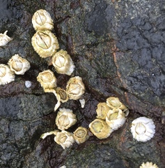 Semibalanus balanoides