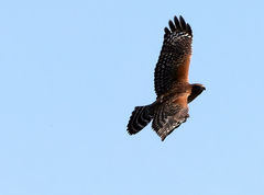 Buteo lineatus elegans