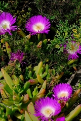 Carpobrotus rossii