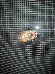 Copestylum haagii