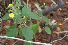 Abutilon leucopetalum