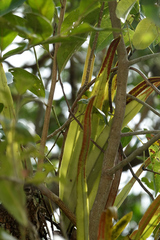 Pyrrosia longifolia