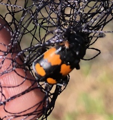Nicrophorus hebes