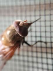 Copestylum haagii