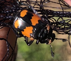 Nicrophorus hebes