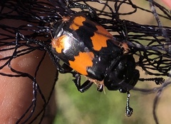 Nicrophorus hebes