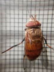Copestylum haagii