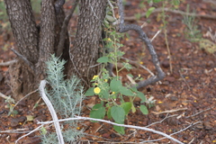 Abutilon leucopetalum