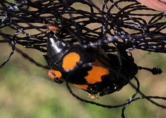 Nicrophorus hebes