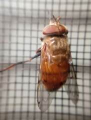 Copestylum haagii