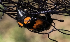 Nicrophorus hebes