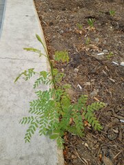 Fabaceae