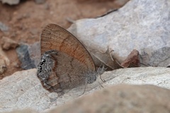 Cyllopsis pertepida