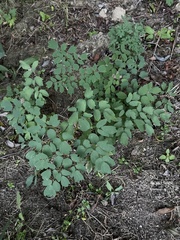 Thalictrum dioicum