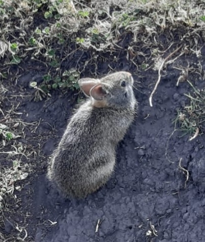 Sylvilagus andinus image