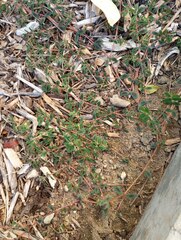 Euphorbia maculata