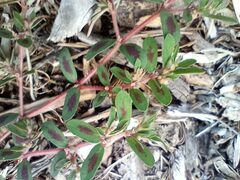 Euphorbia maculata