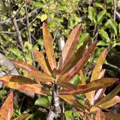 Myrsine salicina