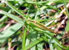 Conocephalus fasciatus