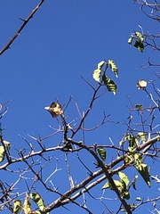 Erynnis tristis
