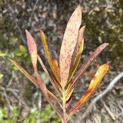 Myrsine salicina
