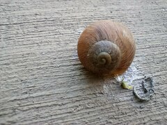 Cornu aspersum