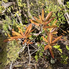 Myrsine salicina