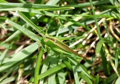 Conocephalus fasciatus
