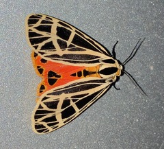 Apantesis parthenice