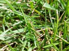Conocephalus fasciatus
