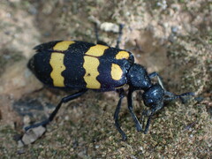 Hycleus phaleratus