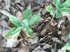 Hylotelephium telephium