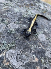 Ambystoma macrodactylum