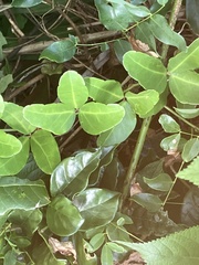 Tetrastigma formosanum