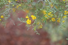 Senna planitiicola
