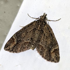 Microdes diplodonta