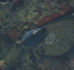 Testudinalia testudinalis