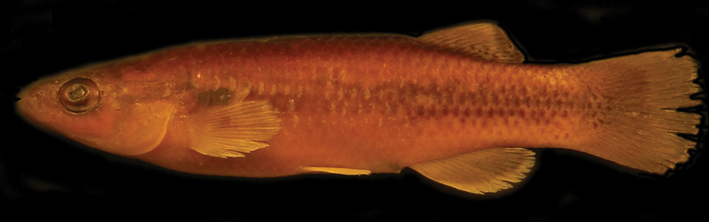 Oaxaca Killifish