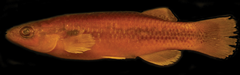 Brownspotted Killifish photo 2