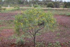 Senna planitiicola