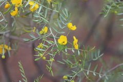Senna planitiicola