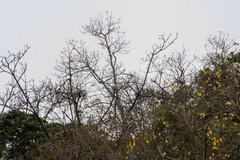 Handroanthus chrysanthus