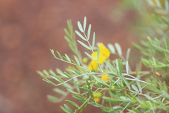 Senna planitiicola