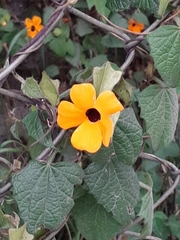 Thunbergia alata