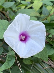 Ipomoea pandurata